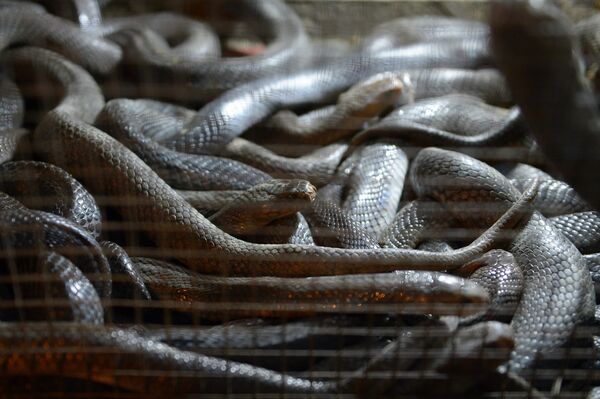 中國餐館再爆出售稀有野生動物 中國餐館再爆出售稀有野生動物 - 俄羅斯衛星通訊社