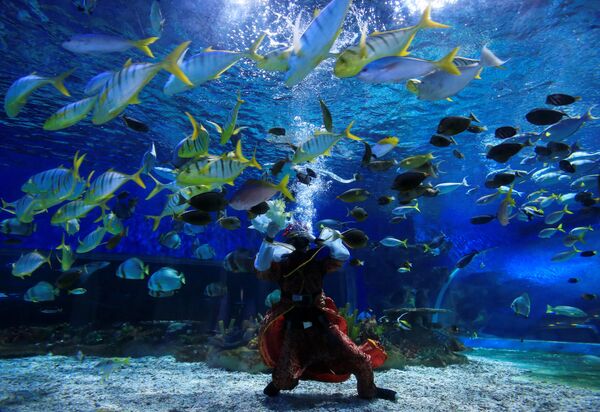 菲律賓馬尼拉海洋公園水族館，一位專業潛水員裝扮成財神爺 - 俄羅斯衛星通訊社