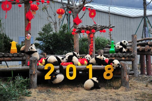 农历新年前夕，中国卧龙大熊猫自然保护区的大熊猫在玩装饰品 - 俄罗斯卫星通讯社