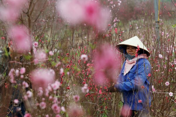 越南河内，一名农民在桃花园种花，准备在农历新年前出售 - 俄罗斯卫星通讯社