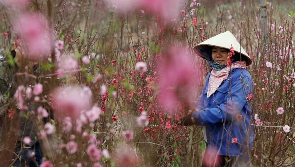 Фермер в персиковом саду выращивает цветы на продажу перед празднованием Нового года по лунному календарю в Ханое, Вьетнам - 俄罗斯卫星通讯社