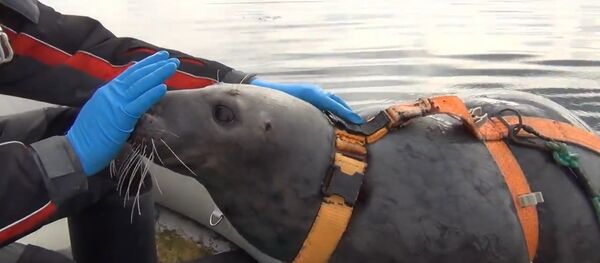 海豹特種部隊 - 俄羅斯衛星通訊社