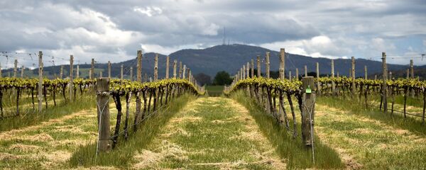 澳大利亚葡萄酒出口的未来掌握在中国手中 - 俄罗斯卫星通讯社