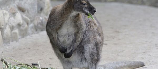 法国动物园逃跑的小袋鼠两个月后才被找到 - 俄罗斯卫星通讯社