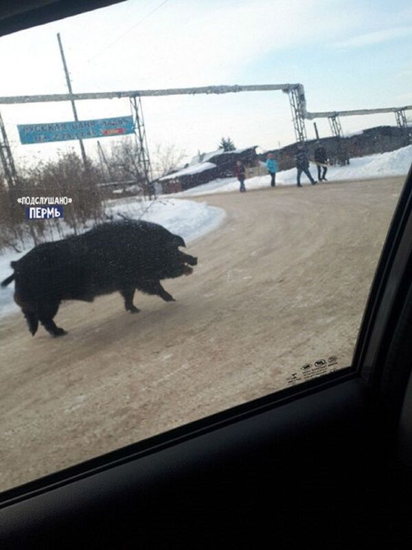 大野豬 - 俄羅斯衛星通訊社