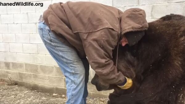 美國人展示如何安慰一頭熊 - 俄羅斯衛星通訊社