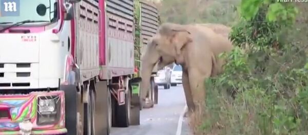 泰國一頭決定直接在公路上吃甘蔗的巨象致使交通癱瘓 - 俄羅斯衛星通訊社