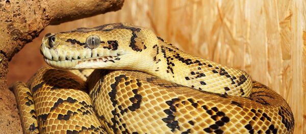 英国人被自己的蟒蛇宠物扼杀 - 俄罗斯卫星通讯社