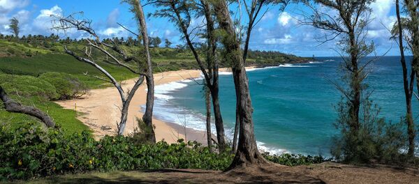 日本老人在荒岛上孤居30年 被强行带回文明社会（视频） - 俄罗斯卫星通讯社