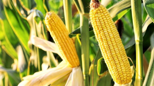 俄农产品出口中心：2025年前九个月俄对华玉米出口量增加两倍 - 俄罗斯卫星通讯社