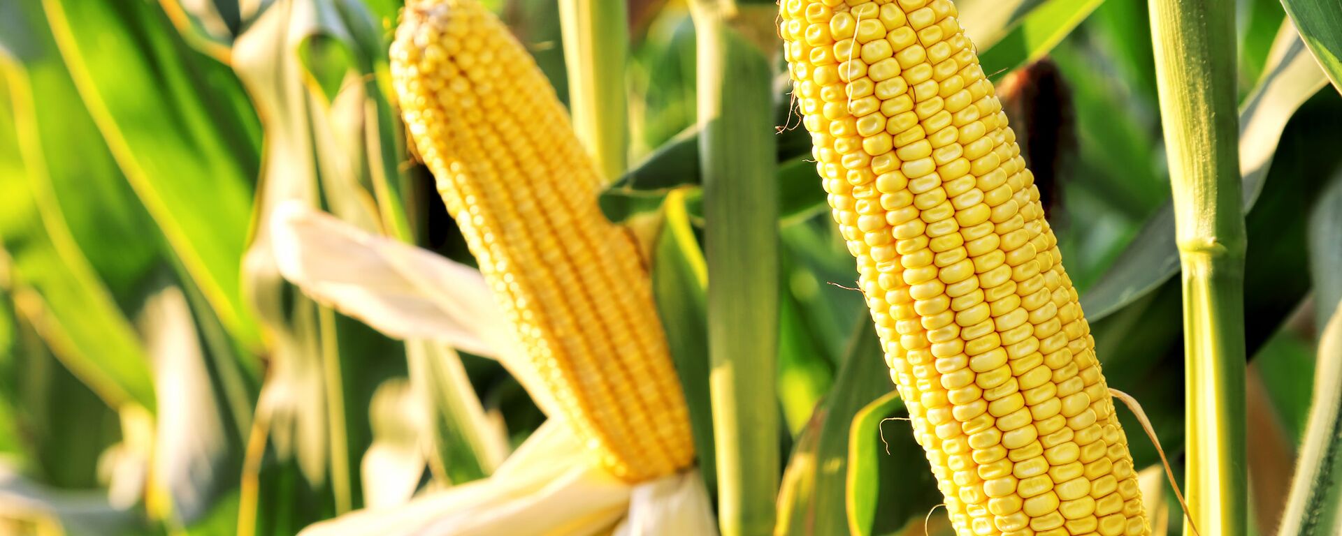 俄农产品出口中心：2025年前九个月俄对华玉米出口量增加两倍 - 俄罗斯卫星通讯社, 1920, 14.10.2025