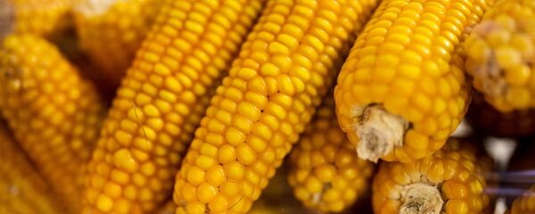 Кукуруза на одном из стендов на 19-й Российской агропромышленной выставке Золотая осень-2017 - 俄罗斯卫星通讯社