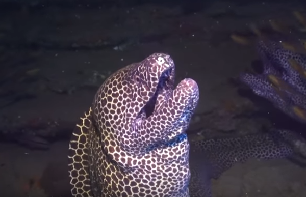 大海鳝发怒袭击潜水者 - 俄罗斯卫星通讯社