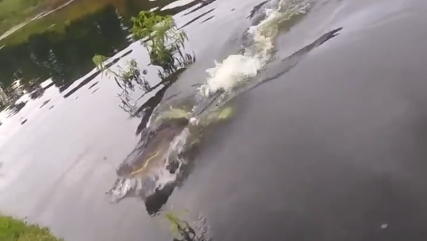 一条“厚颜无耻”的鳄鱼抢走了渔夫捕到的鱼 - 俄罗斯卫星通讯社