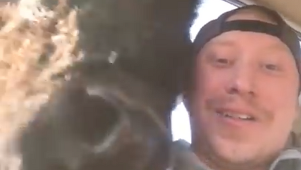 YouTube上一段野牛爬上车去抢男子面包的视频乐坏大家 - 俄罗斯卫星通讯社