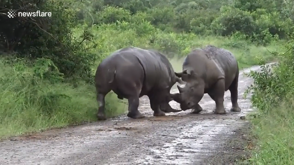 两头犀牛为争夺地盘打得不可开交（视频） - 俄罗斯卫星通讯社