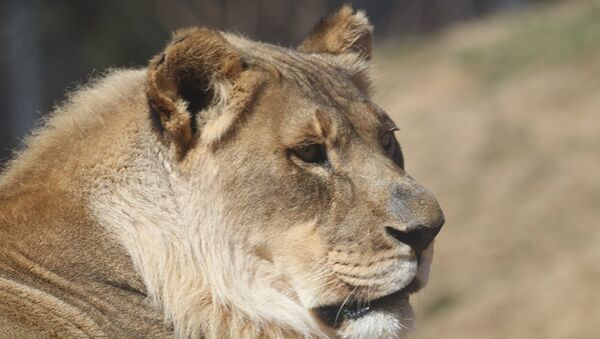 美國一頭母獅長出獅鬃 - 俄羅斯衛星通訊社
