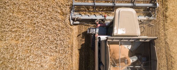 俄6个地区可每年向中国出口小麦5000万吨 - 俄罗斯卫星通讯社