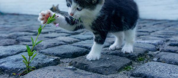 美国派出所招“警猫” - 俄罗斯卫星通讯社