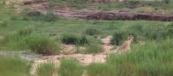 与鳄鱼搏击幸存的长颈鹿被狮子吃掉 - 俄罗斯卫星通讯社