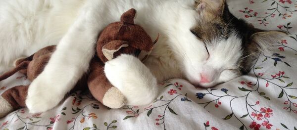 医生解释为什么不能和猫一起睡觉 - 俄罗斯卫星通讯社