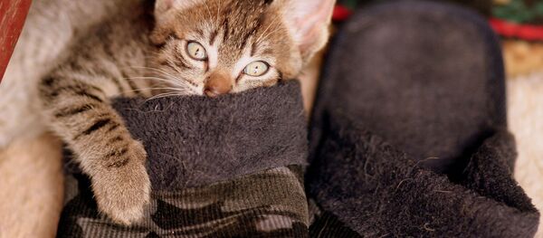 俄罗斯科学家正研发一款对猫过敏的疫苗 - 俄罗斯卫星通讯社