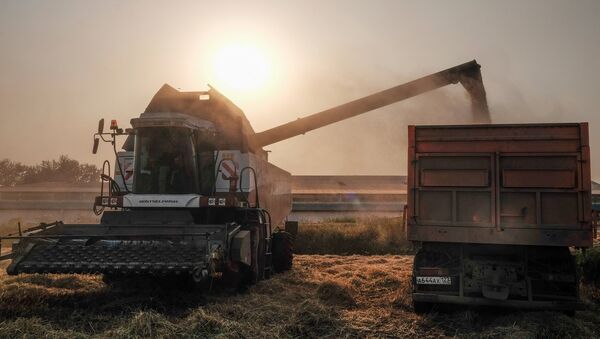 本農業年度穀物出口量將超5000萬噸 - 俄羅斯衛星通訊社