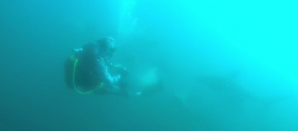 潜水员遭鲨鱼撞击后幸存 - 俄罗斯卫星通讯社