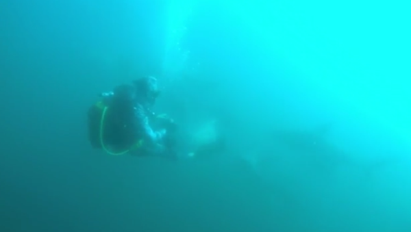 潜水员遭鲨鱼撞击后幸存 - 俄罗斯卫星通讯社