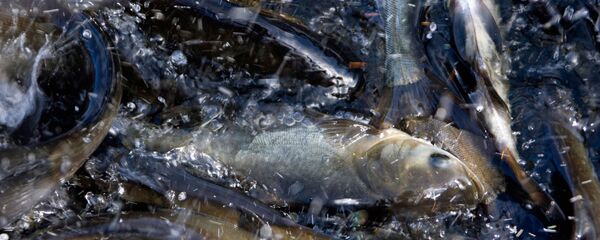 俄北極水產品加工企業計劃打入中國市場 - 俄羅斯衛星通訊社