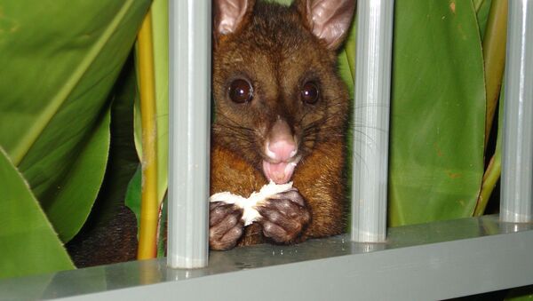 澳大利亞一隻“太肥的”負鼠卡在牆里 - 俄羅斯衛星通訊社