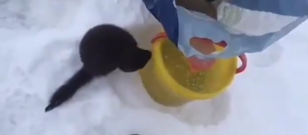 厚脸皮水貂向渔民讨鱼吃 - 俄罗斯卫星通讯社