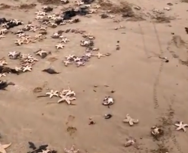 英國風暴後 數千隻海星陳屍海灘 （視頻） - 俄羅斯衛星通訊社