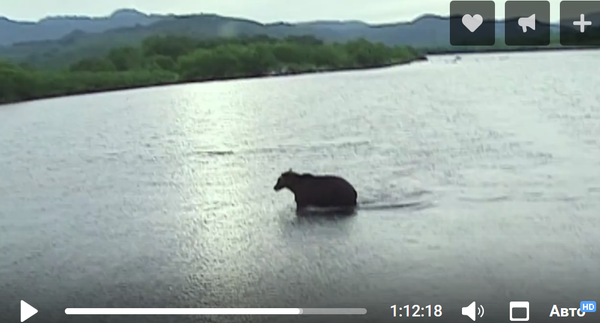 普京度假遇熊画面曝光 - 俄罗斯卫星通讯社