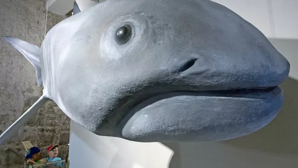 鯊魚嘴 - 俄羅斯衛星通訊社