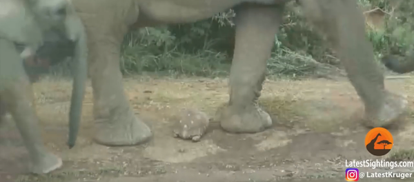 面对象群“来袭“ 乌龟奇迹般活了下来 - 俄罗斯卫星通讯社