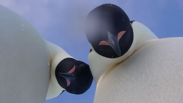 南極洲的企鵝自己“開了個自拍培訓班”（視頻） - 俄羅斯衛星通訊社