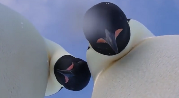 南极洲的企鹅自己“开了个自拍培训班”（视频） - 俄罗斯卫星通讯社