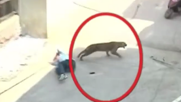 印度一只豹子误入城市并袭击人 - 俄罗斯卫星通讯社