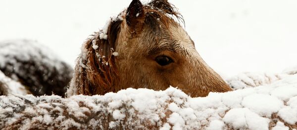 雅库特和韩国科学家或会克隆出古代马种的马驹 - 俄罗斯卫星通讯社