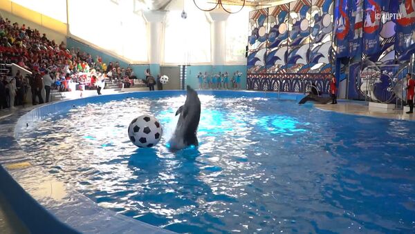 世界杯倒计时100天 索契海豚踢球庆祝 - 俄罗斯卫星通讯社