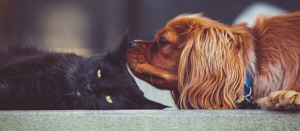 英國禁售小貓小狗 英國禁售小貓小狗 - 俄羅斯衛星通訊社