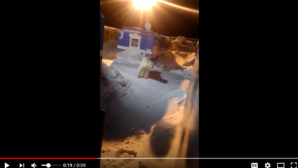 北極熊誤入俄羅斯一處宿營地 - 俄羅斯衛星通訊社