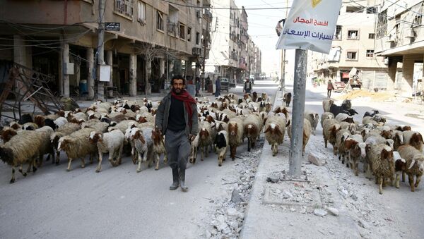 A man walks with a herd of sheep are seen in the besieged town of Douma, Eastern Ghouta - 俄羅斯衛星通訊社