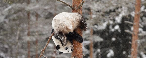 芬兰动物园计划对参观熊猫馆的访客提供配额 - 俄罗斯卫星通讯社