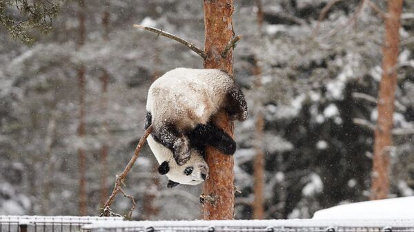 Панда Луми во время снегопада в зоопарке Эхтяри, Финляндия - 俄罗斯卫星通讯社