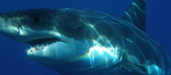 鲨鱼 - 俄罗斯卫星通讯社