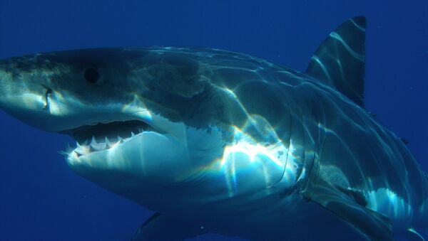在澳大利亞一隻滅絕的鯊魚的巨大牙齒被盜 - 俄羅斯衛星通訊社