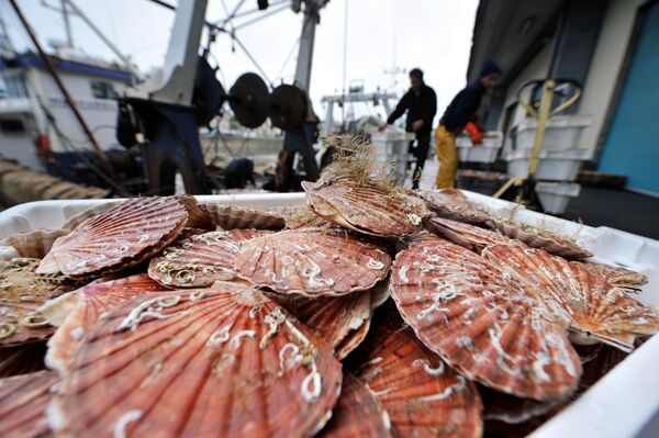 滨海边疆区的自然气候条件非常适合人工养殖各种海洋生物。这是吸引国内外投资者的竞争优势之一 - 俄罗斯卫星通讯社