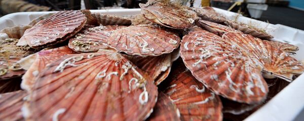 濱海邊疆區從中國引入約3.6噸扇貝幼苗進行養殖 - 俄羅斯衛星通訊社